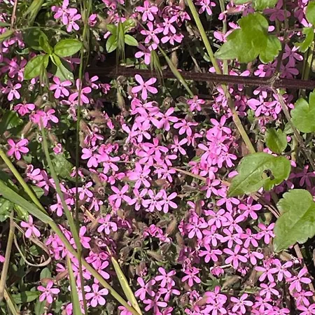 Bed and Breakfast Villadansio Rezzoaglio