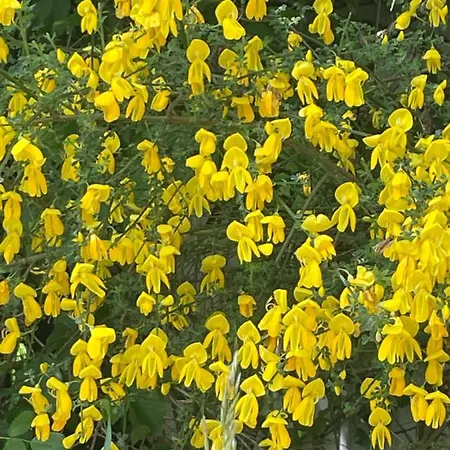 Villadansio Nocleg ze śniadaniem 3*