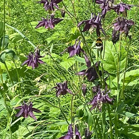 Villadansio Oda ve Kahvaltı