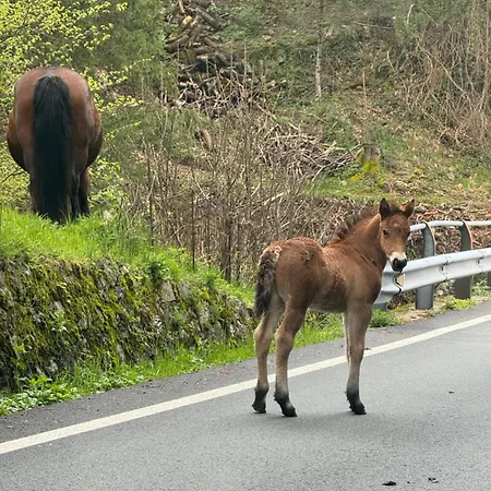 Nocleg ze śniadaniem Villadansio Rezzoaglio